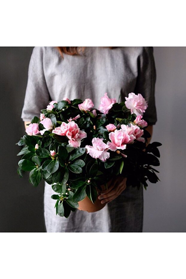 Pembe Açelya Bitkisi Azalea 30-40 cm - 1