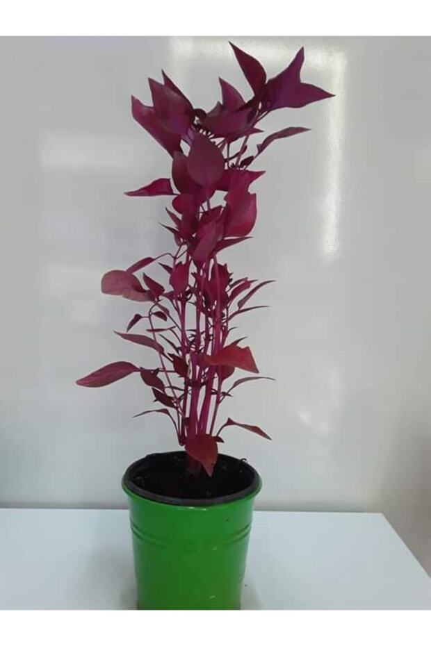 Iresine Herbstii (ÇİNGENE ŞALVARI) 2 Adet - 1