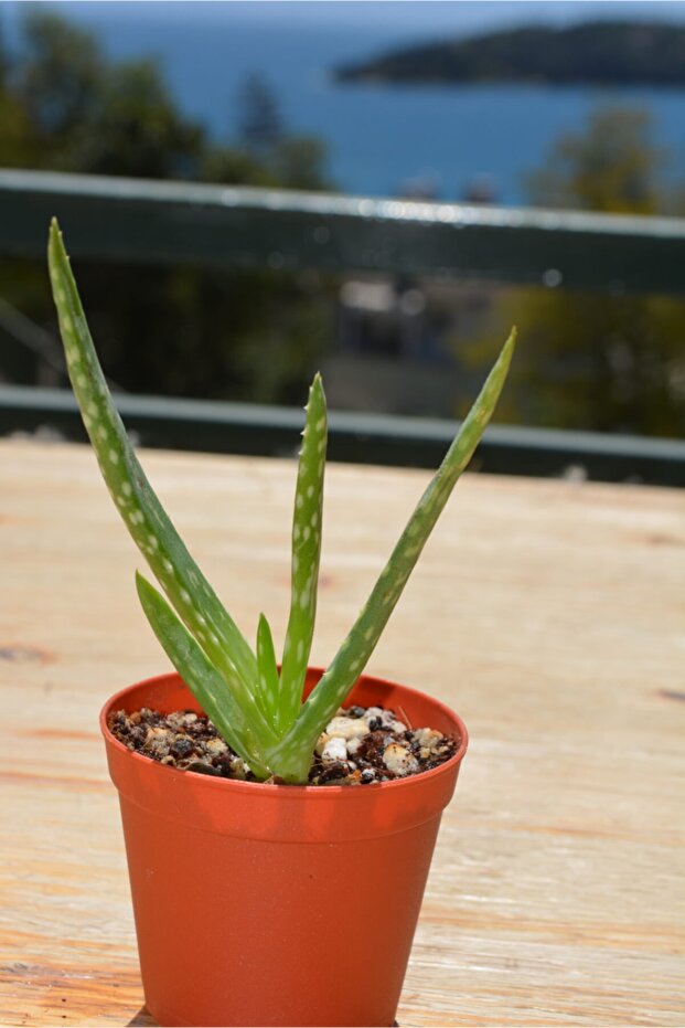 Aloe Vera - 1