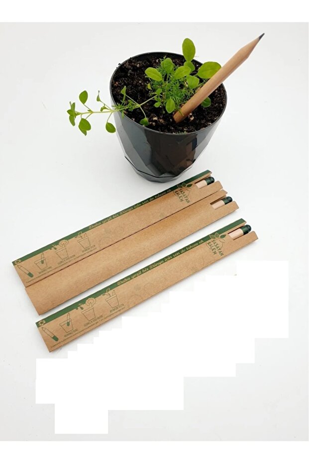 25 Seeded Pencil Pen