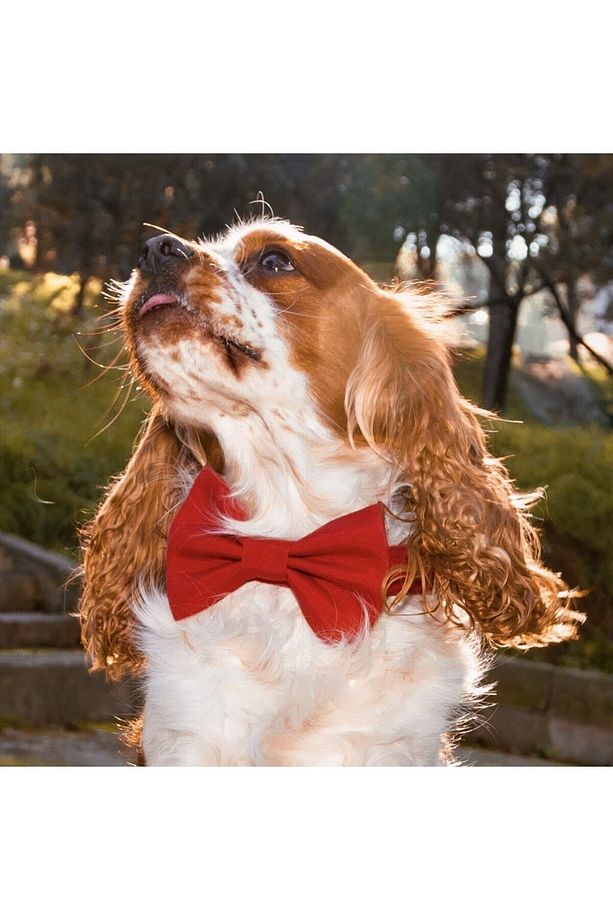 Kırmızı Köpek Tasması Ve Köpek Papyon - 7