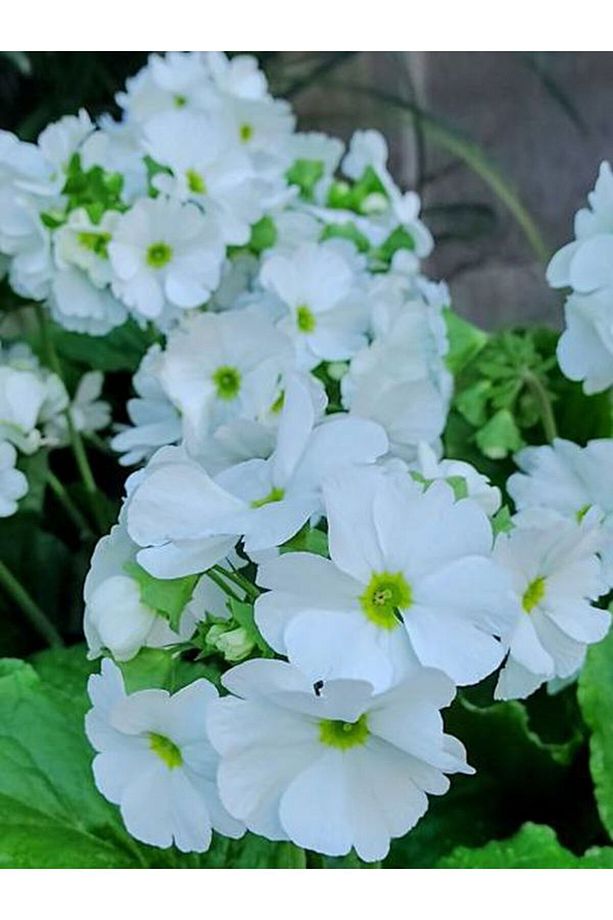 Videolu Beyaz Onbir Ay Çiçeği (10-20 CM)1 Adet Dış Mekan Bitkisi Primula - 3