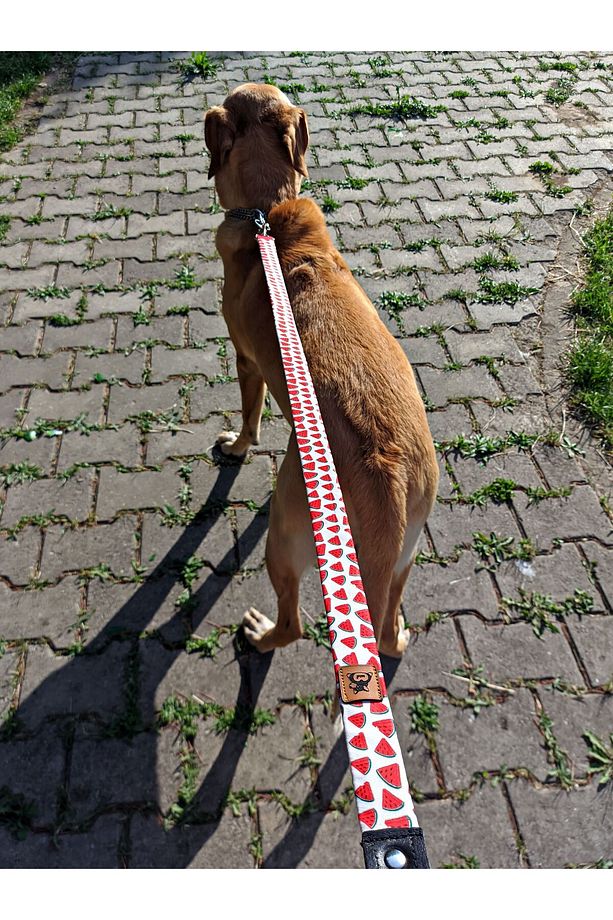 Ladybug Köpek Göğüs Tasması ve Gezdirme Sevk Kayış Seti - 4