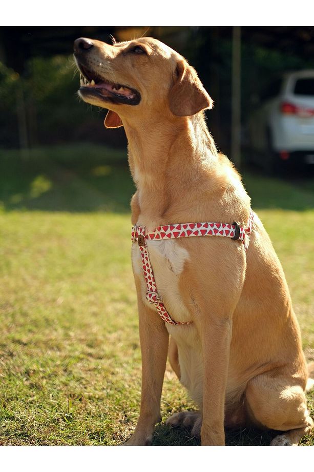Ladybug Köpek Göğüs Tasması ve Gezdirme Sevk Kayış Seti - 3