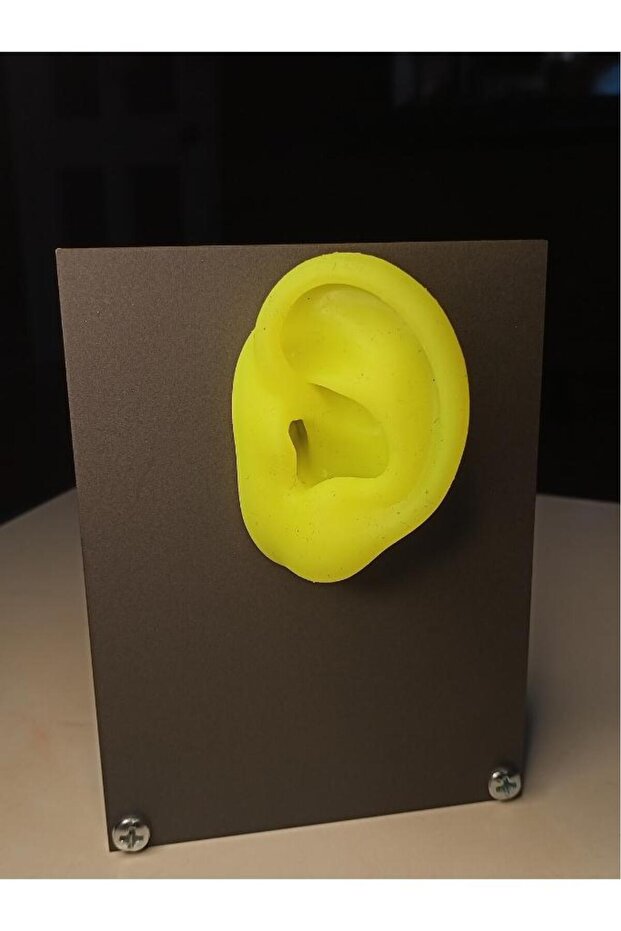 Model Silikon Kulak - 3