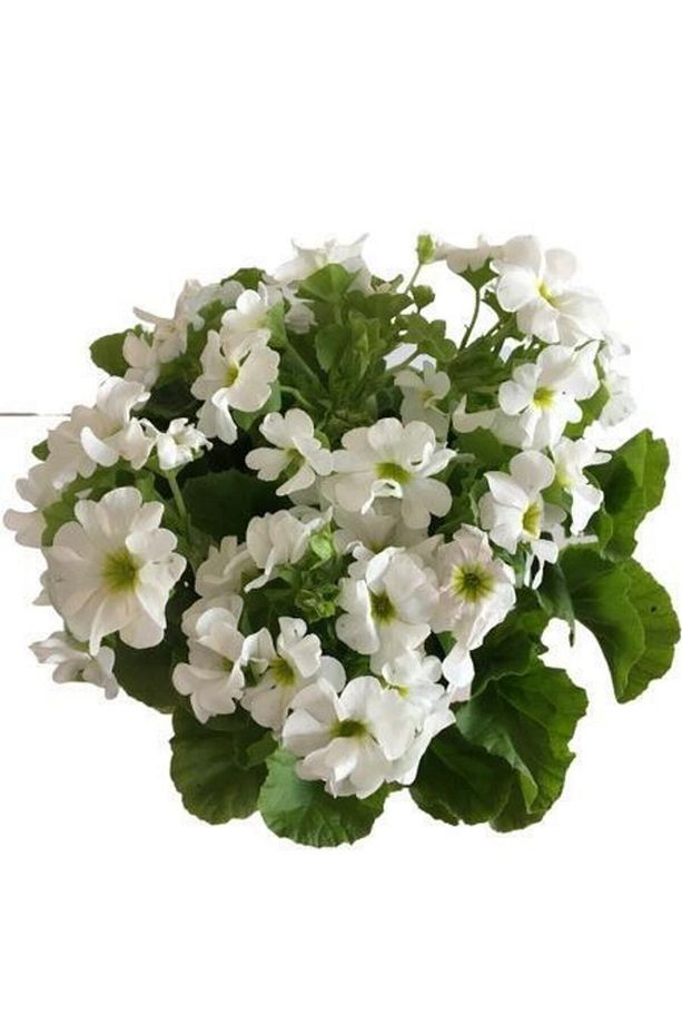 Videolu Beyaz Onbir Ay Çiçeği (10-20 CM)1 Adet Dış Mekan Bitkisi Primula - 2