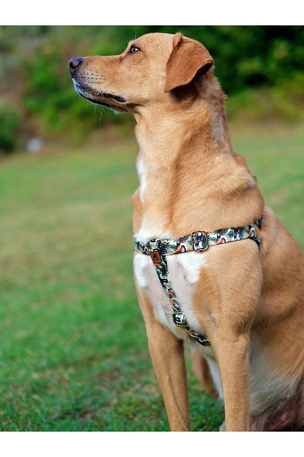 Toco Köpek Göğüs Tasması ve Gezdirme Sevk Kayış Seti - 3