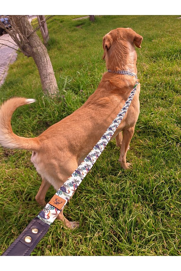 Toco Köpek Göğüs Tasması ve Gezdirme Sevk Kayış Seti - 4