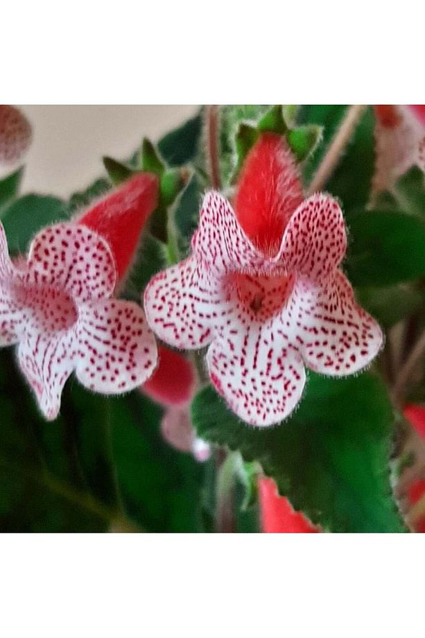 Rd's Birka Kohleria Japon Küpelisi Çiçeği Fidesi (Mini Saksıda) - 2