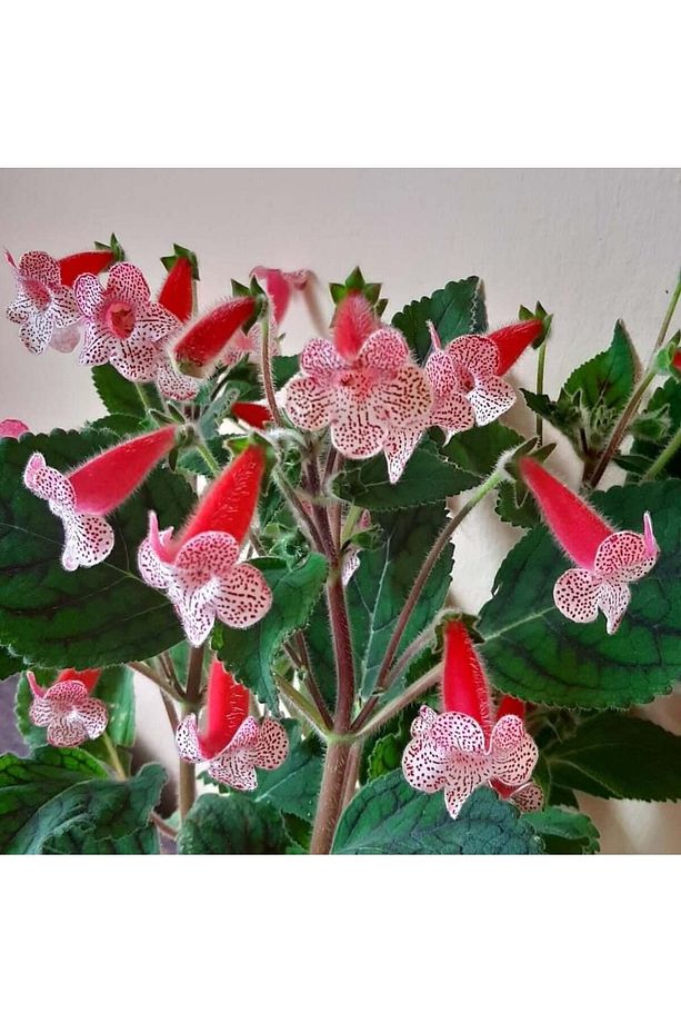 Rd's Birka Kohleria Japon Küpelisi Çiçeği Fidesi (Mini Saksıda) - 1