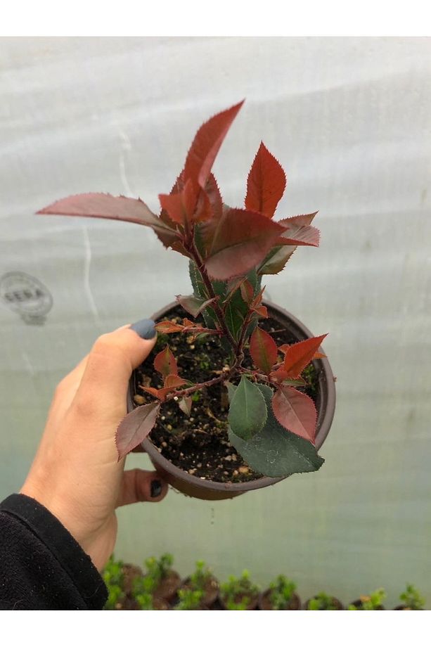 4 Adet Bodur Alev Çalısı Fidanı Photinia Red Robin Nana Dış Mekan Çit Bitkisi - 3