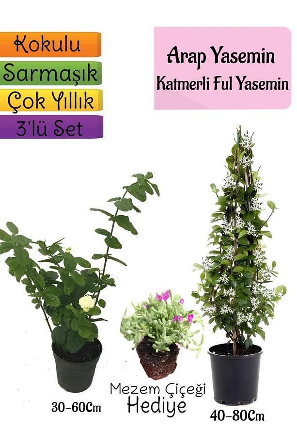 Kokulu Arap Yasemini+Katmerli Ful Yasemin+Mezem Çiçeği Hediyeli 3'lü Bahçe Seti - 1