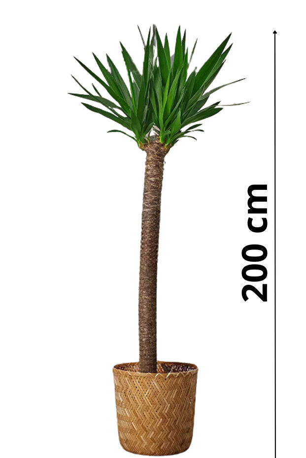 Yucca - Yuka Bitkisi Büyük Boy Tek Gövdeli Yucca Avize Çiçeği Canlı Salon Bitkisi 180 - 220 cm - 3