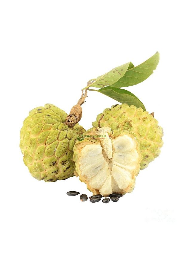 2 Yaş Tropikal Sugar Apple (ŞEKER ELMA) Fidanı, Torbada - 1