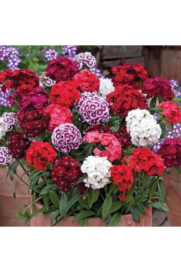 Hüsnüyusuf Çiçeği Tohumu 1 Paket (100 ADET) - 1