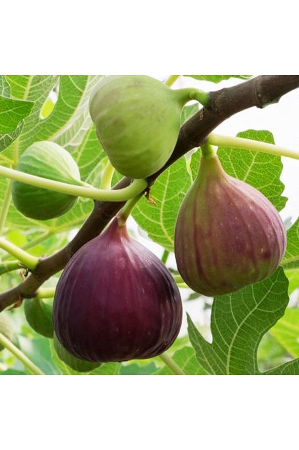 Incir Fidanı Mor Güz Yediveren Inciri Fidanı, Torbada - 2