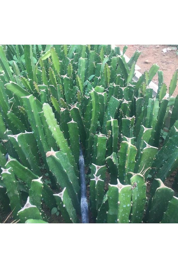 6 Adet Köklü Pitaya Fidesi Seti (açık Kök) - 4