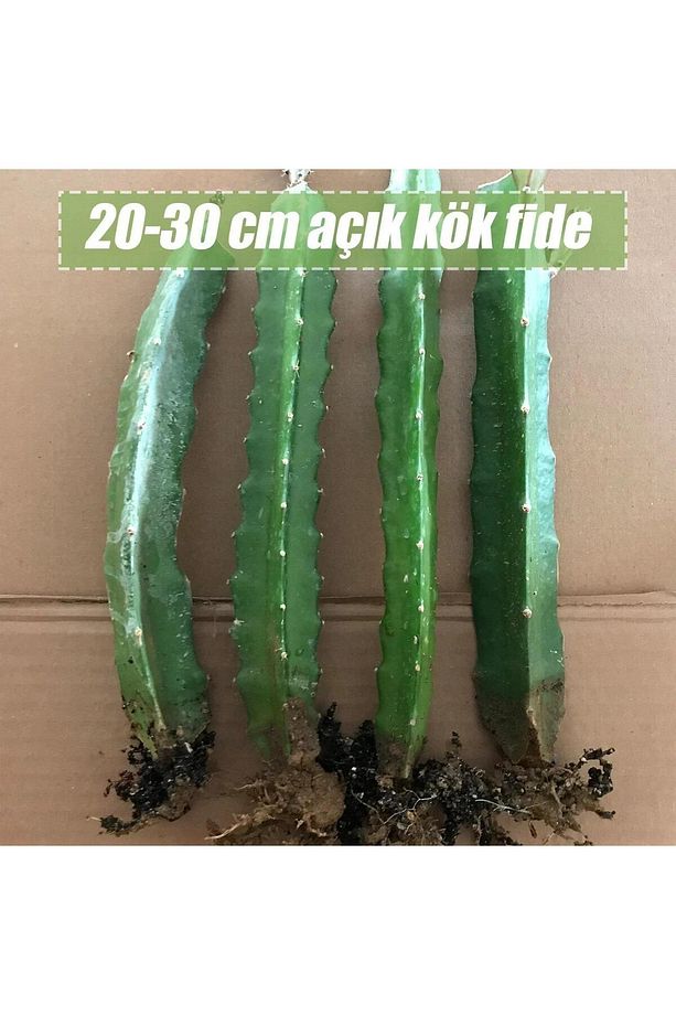 6 Adet Köklü Pitaya Fidesi Seti (açık Kök) - 3