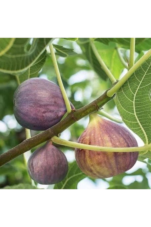 Incir Fidanı Mor Güz Yediveren Inciri Fidanı, Torbada - 1