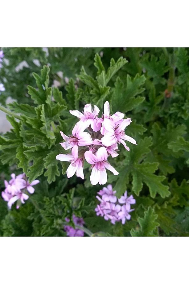 Gül Damlası Itır Çiçeği, Saksıda - 1