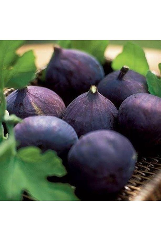 Incir Fidanı Dürdane Siyah Bursa Yediveren Inciri Fidanı, Torbada - 2