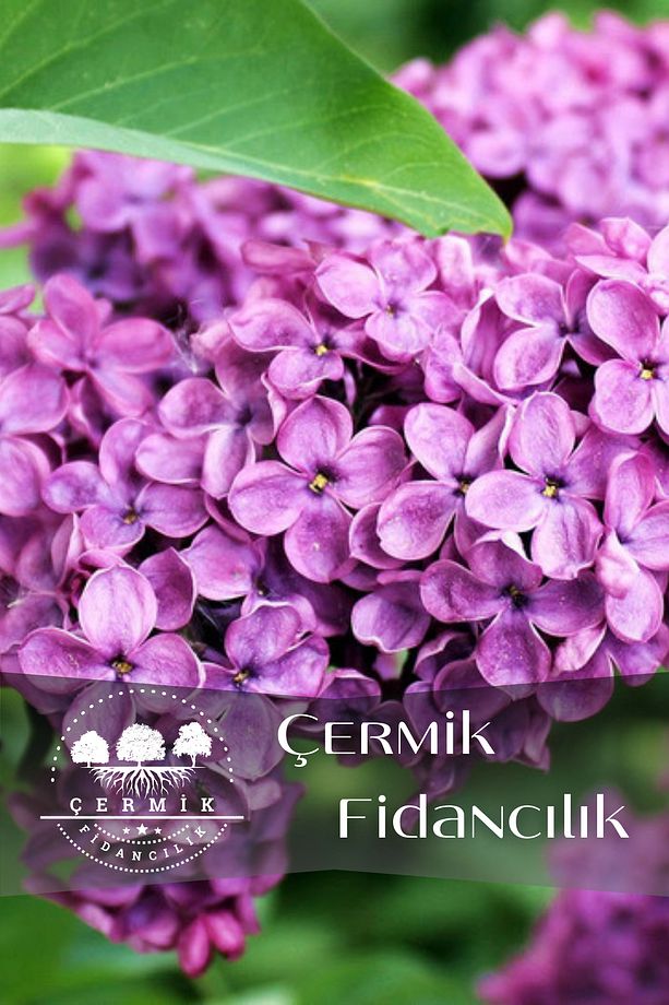 Mor Çiçekli Leylak Fidanı 2 Yaş - 1