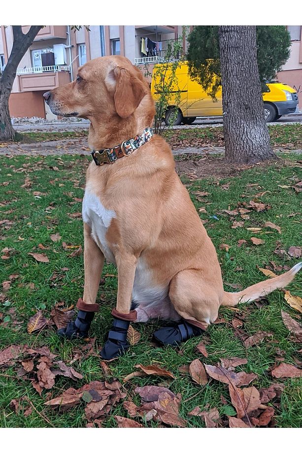 Pawty-c Cırtlı Yumuşak Köpek Ayakkabısı - 2