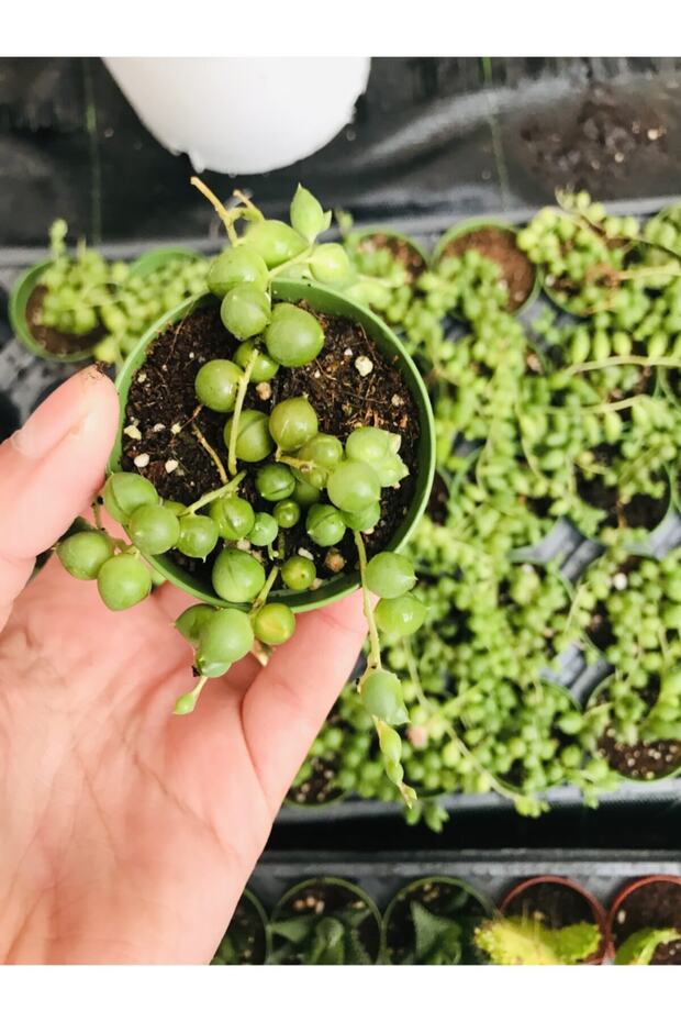 Tesbih Çiçeği - 2