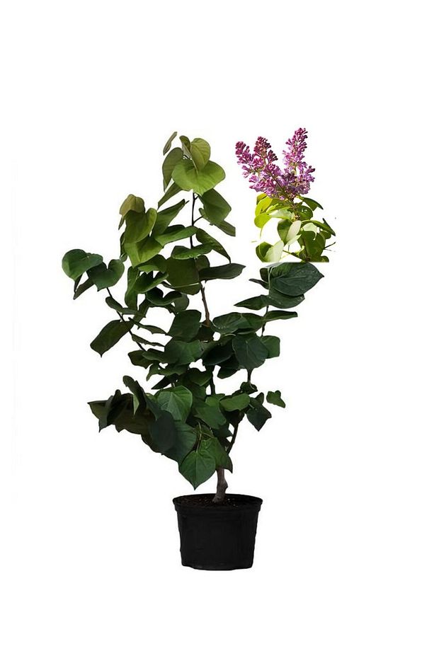 Kokulu Bahçe Seti Leylak Fidanı+Hanımeli Fidanı+Ful Yasemin Fidanı(40-80CM) - 3