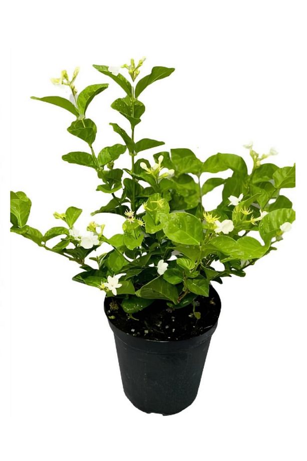 Kokulu Bahçe Seti Leylak Fidanı+Hanımeli Fidanı+Ful Yasemin Fidanı(40-80CM) - 4