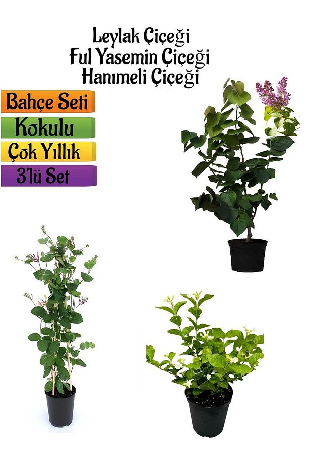 Kokulu Bahçe Seti Leylak Fidanı+Hanımeli Fidanı+Ful Yasemin Fidanı(40-80CM) - 1