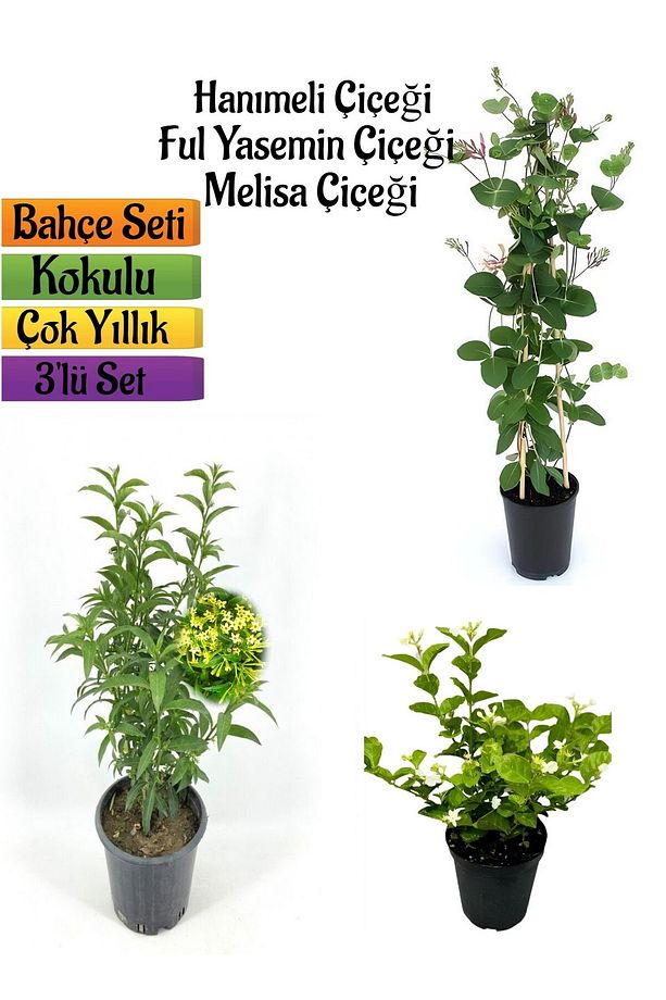 Kokulu Bahçe Seti Hanımeli Fidanı+Melisa Çiçeği +Ful Yasemin Fidanı(40-80CM) - 1