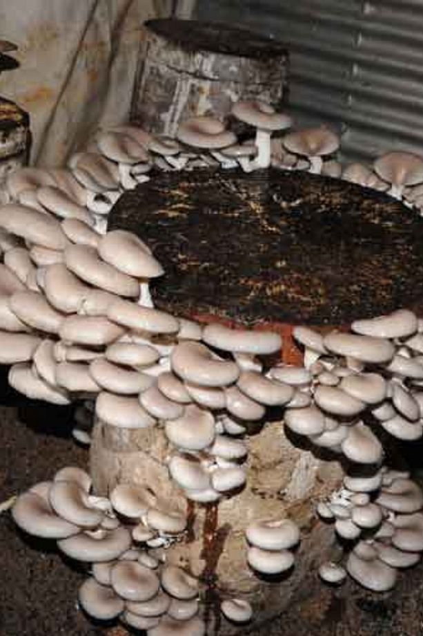 İstiridye Kavak Mantarı Sıvı Miseli Mantar 30 cc Miseli Tohumu - 4