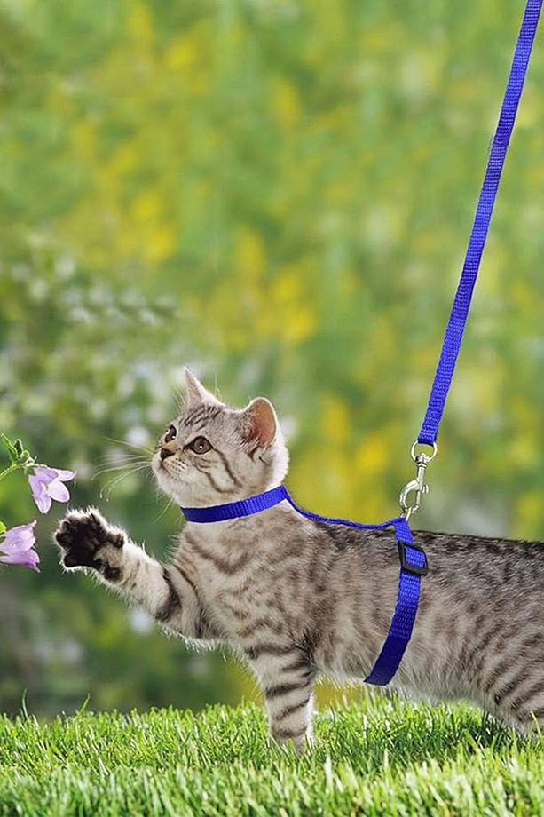 Kedi Göğüs Tasması Ayarlanabilir Boyunluklu Renkli Gezdirme Kayışı Boyun Tasması Pire Kedi Tüneli - 7