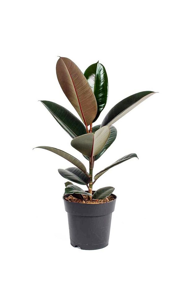 Ficus Elastica Robusta - Kauçuk Ağacı Tek Gövde - Ev Ofis Salon Iç Mekan Bitkisi - 50 Cm - 1