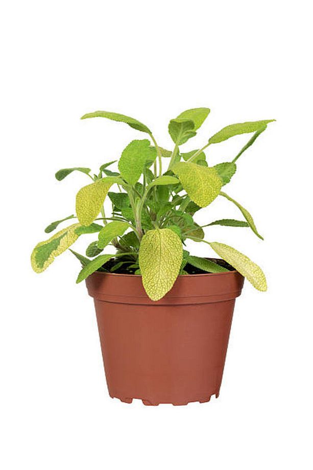Aromatik KOKULU Mutfak Seti Adaçayı+Kekik+Nane+Biberiye Fidesi 4 ADET - 2