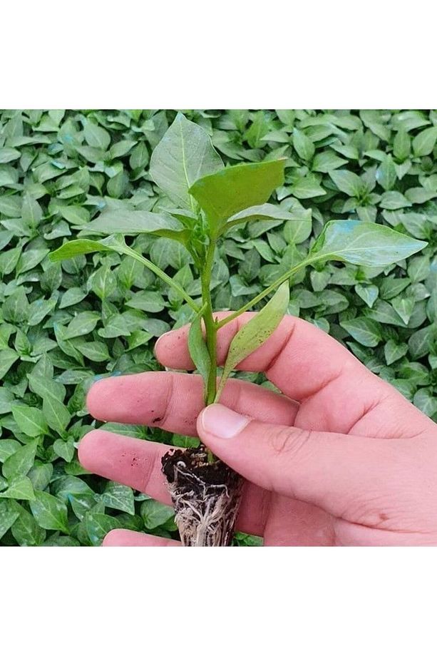 Yüksek Verimli Fişek Tatlı Kıl Biber Fidesi (5 adet) - 3