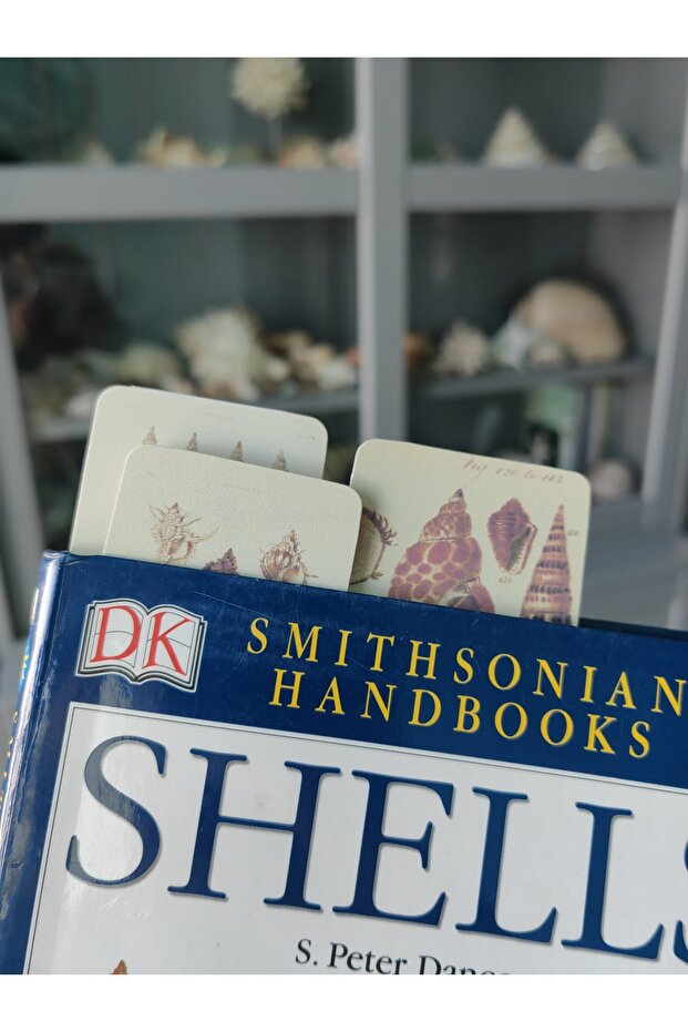 Sea shell bookends / 7 pieces - 3
