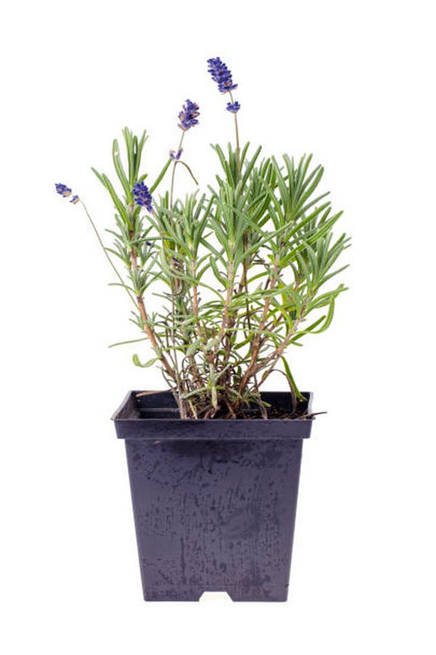 Aromatik Kokulu Mutfak Seti Reyhan+Nane Fidanı+Kekik+Lavanta Fidesi 4 Adet - 5