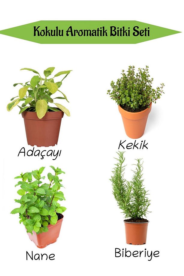 Aromatik KOKULU Mutfak Seti Adaçayı+Kekik+Nane+Biberiye Fidesi 4 ADET - 1