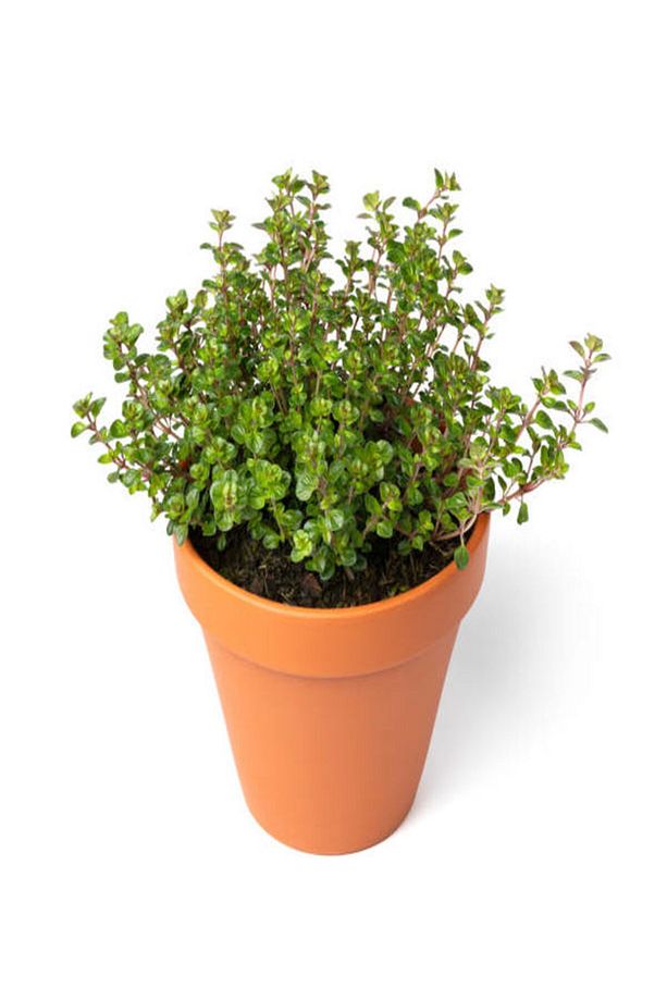 Aromatik Kokulu Mutfak Seti Reyhan+Nane Fidanı+Kekik+Lavanta Fidesi 4 Adet - 4