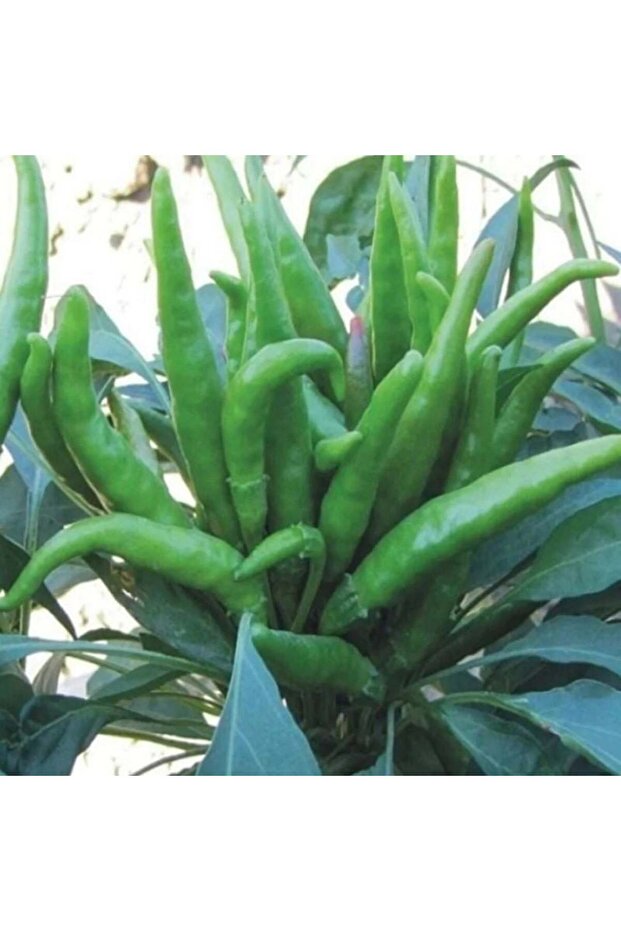 Beşparmak Turşuluk Sofralık Acı  Biber Fidesi (5 adet) - 1