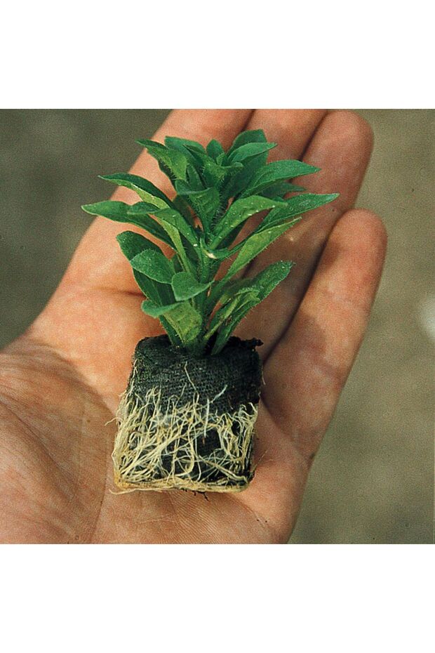 Yayılıcı Sambesi Aromatik Kekik Fidesi (2 Adet) - 2