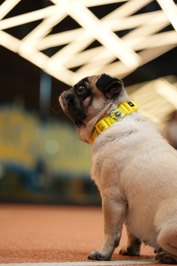 Fenerbahçe Lisanslı Köpek Boyun Tasması Köpek Boyun Tasması - 1