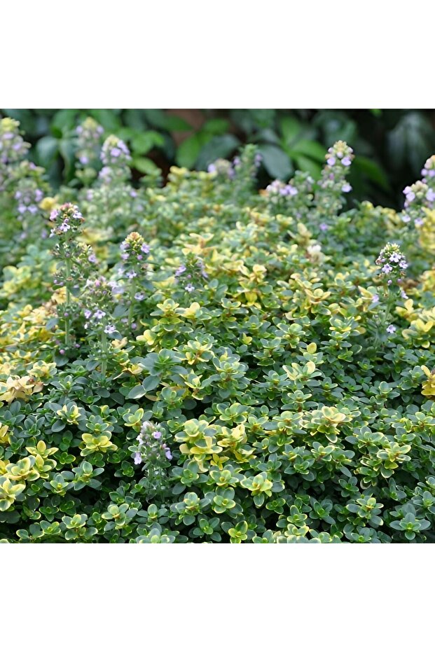 Yayılıcı Sambesi Aromatik Kekik Fidesi (2 Adet) - 1