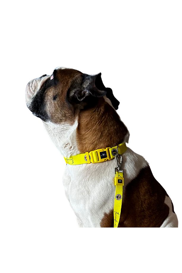 Fenerbahçe Lisanslı Köpek Boyun Tasması Köpek Boyun Tasması - 5