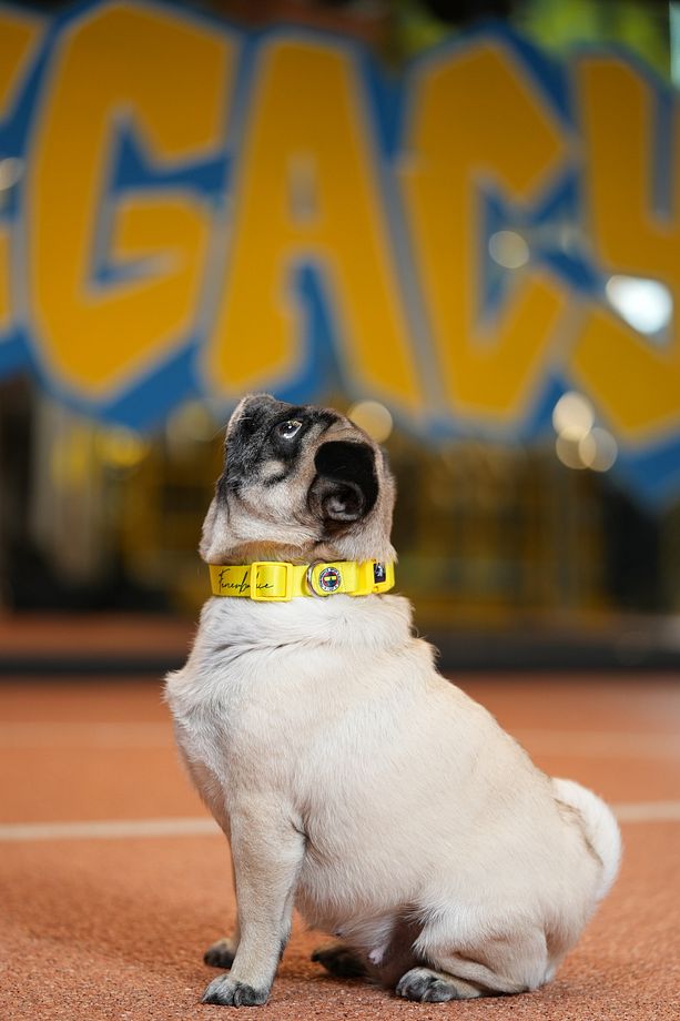 Fenerbahçe Lisanslı Köpek Boyun Tasması Köpek Boyun Tasması - 6