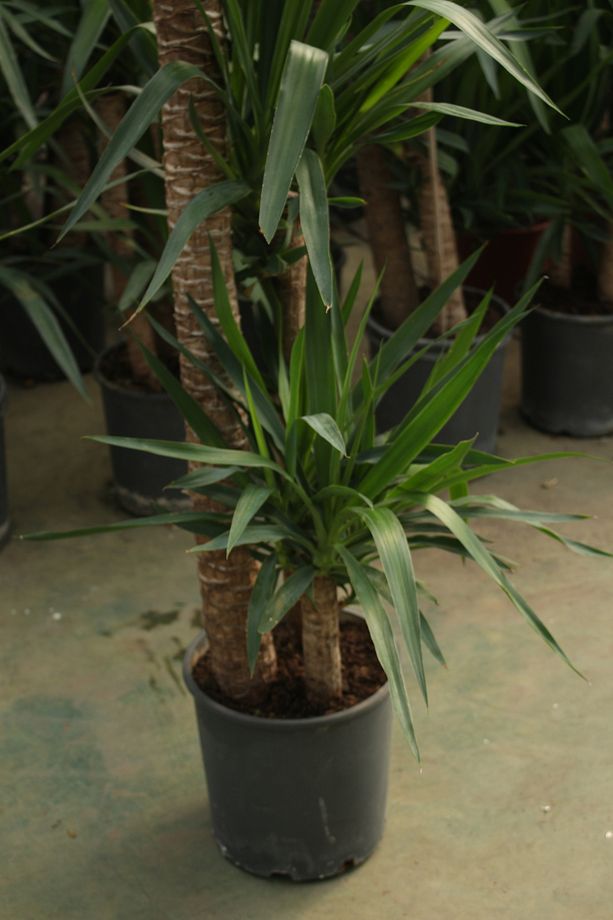 Yucca  - Yuka Bitkisi Büyük Boy 170- 200 Cm - 3 Gövdeli  Yucca Avize Çiçeği Canlı Salon Bitkisi - 3