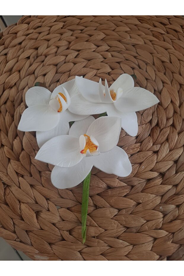 Islak Orkide Dal Eva - 3