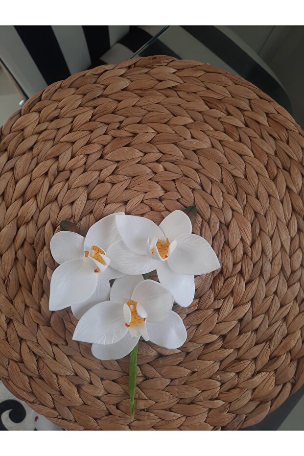 Islak Orkide Dal Eva - 4